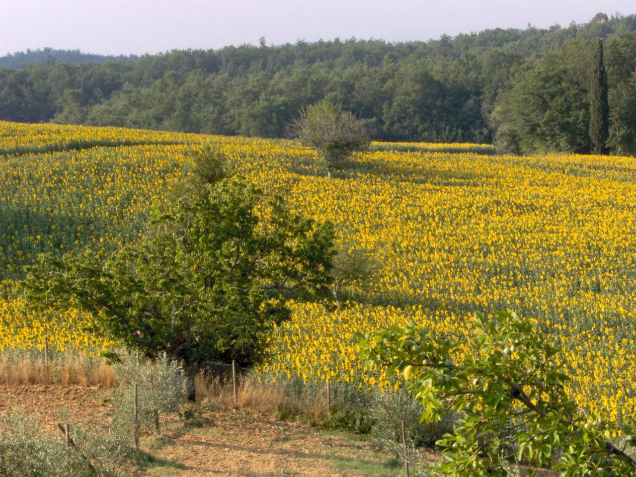 Agriturismo Natura E Salute San Gimignano Zewnętrze zdjęcie